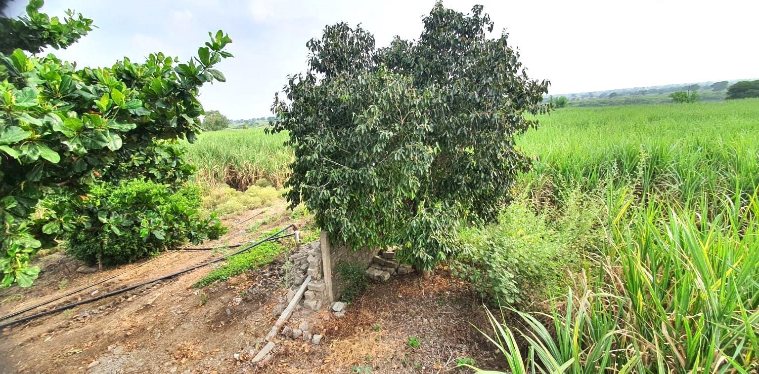 Riverside 37 Acre Land Fully irrigated For Outright sale