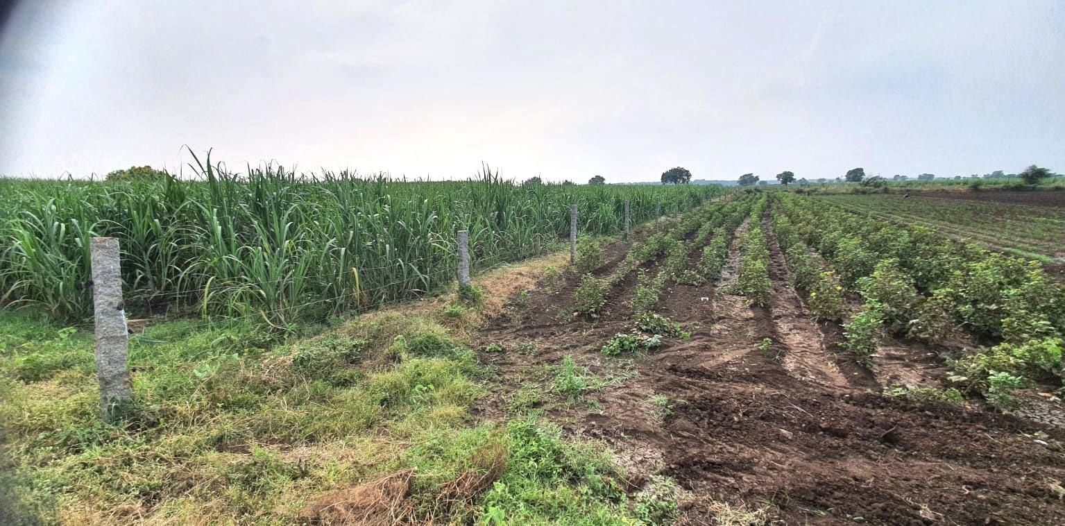 Riverside 37 Acre Land Fully irrigated For Outright sale