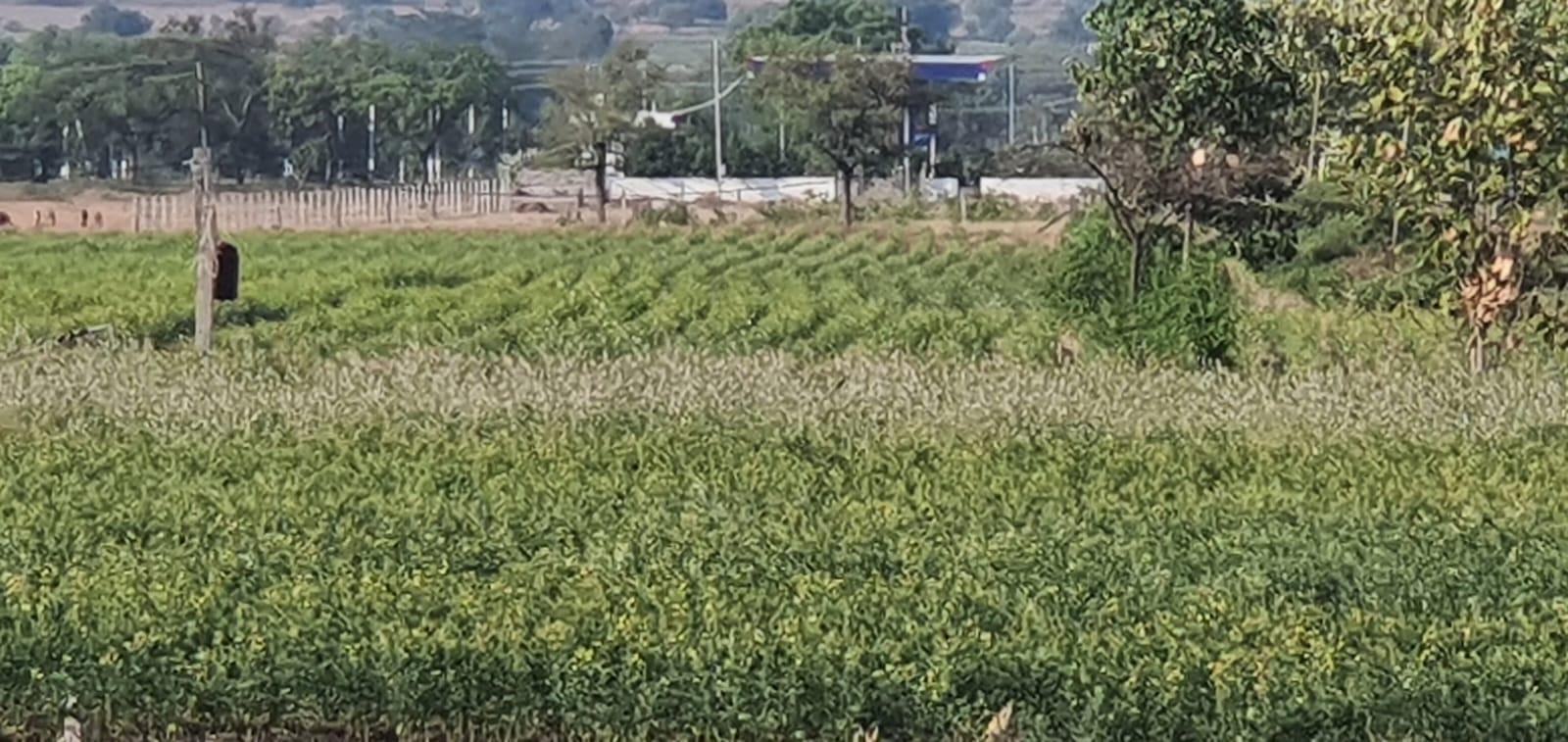 3 Acre land for Sale for Immediate Layout Development Near Airport Kalaburagi