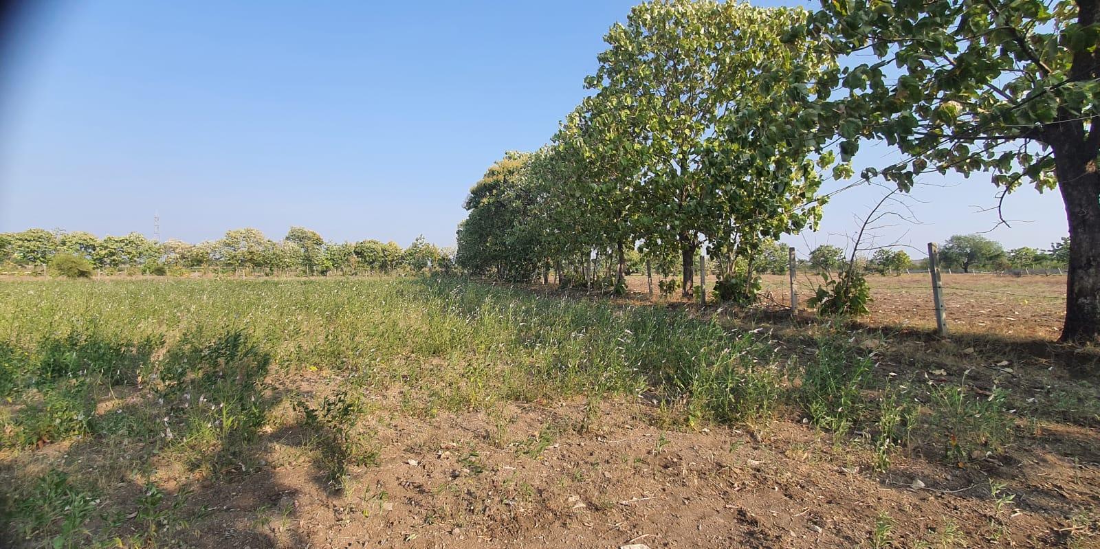 3 Acre land for Sale for Immediate Layout Development